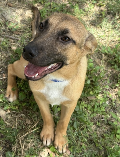 Foto de mascota