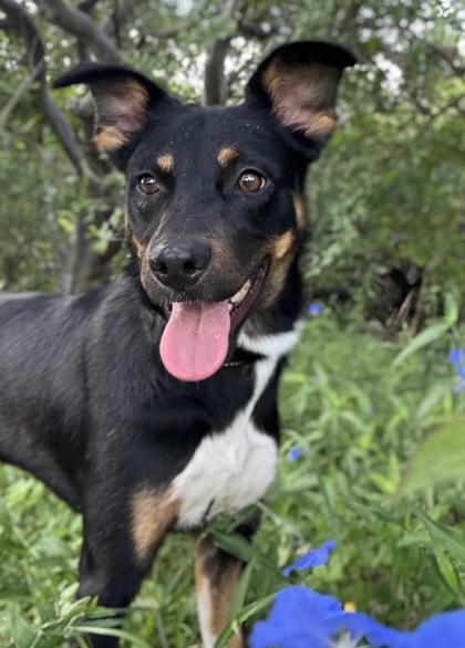 Foto de mascota