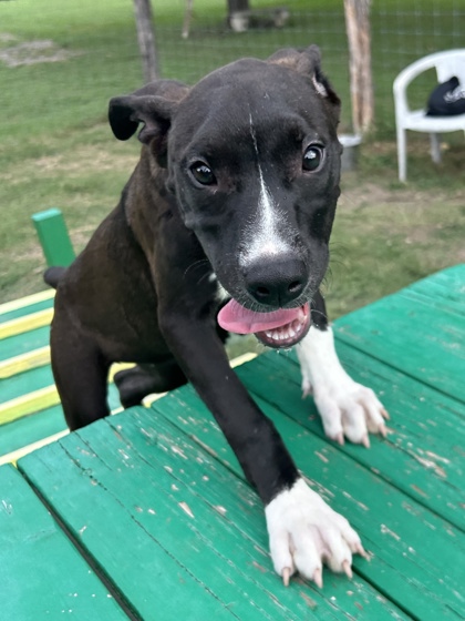 Pet Photo