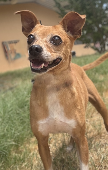 Pet Photo