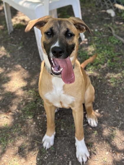Pet Photo