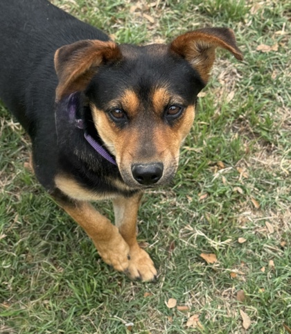 Foto de mascota