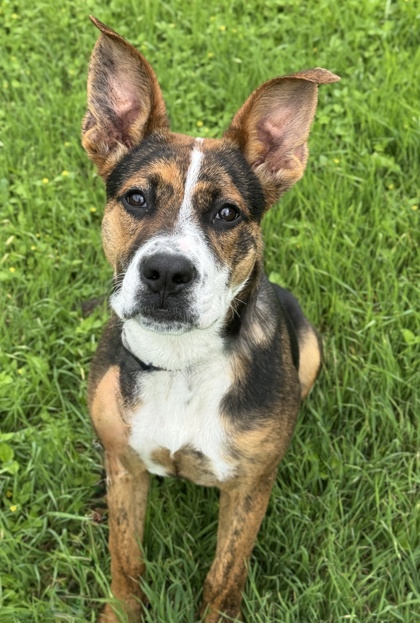 Pet Photo