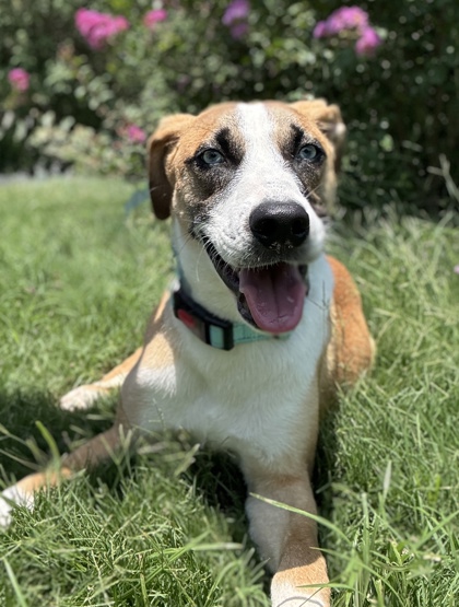 Pet Photo