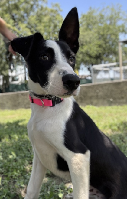 Pet Photo