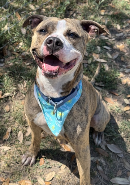 Pet Photo