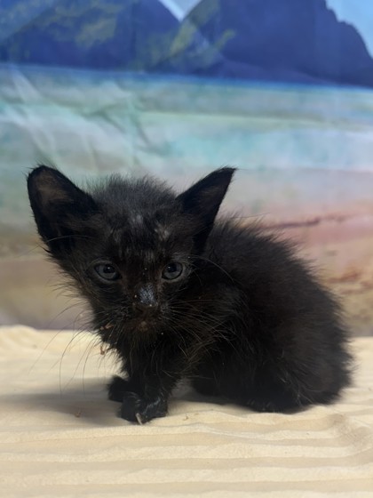 Pet Photo