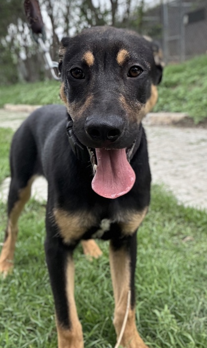 Foto de mascota