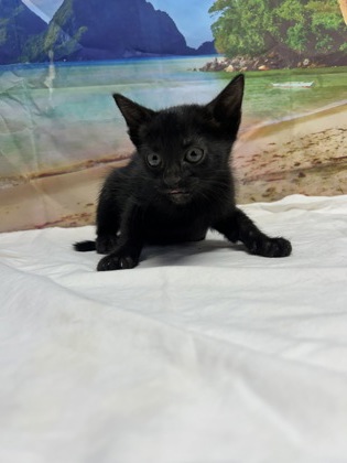 Pet Photo
