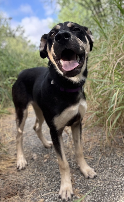 Pet Photo