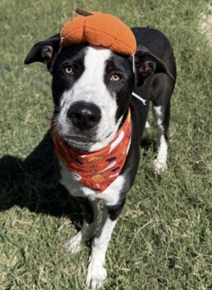 Pet Photo