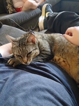 Pet Photo
