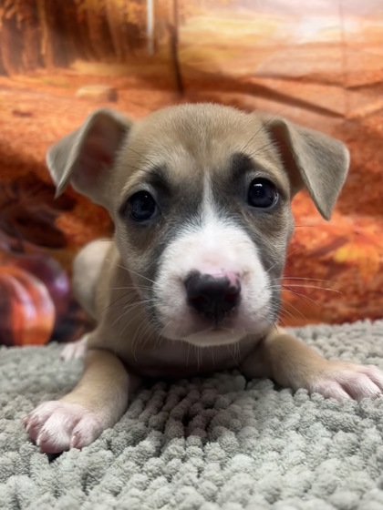 Pet Photo