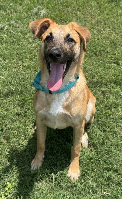 Pet Photo