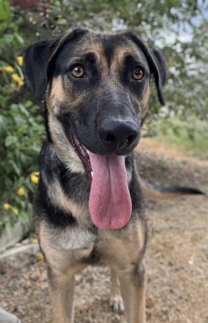 Pet Photo