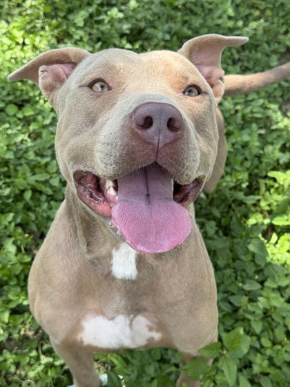 Pet Photo