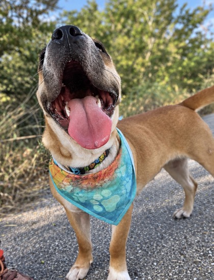 Foto de mascota
