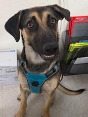 Sir Derp