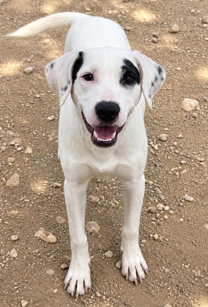 Pet Photo