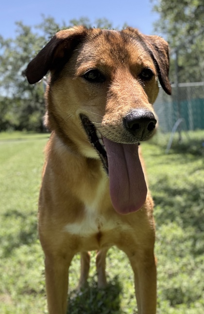 Pet Photo