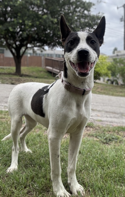 Pet Photo