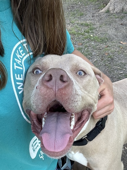 Pet Photo