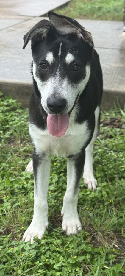 Foto de mascota