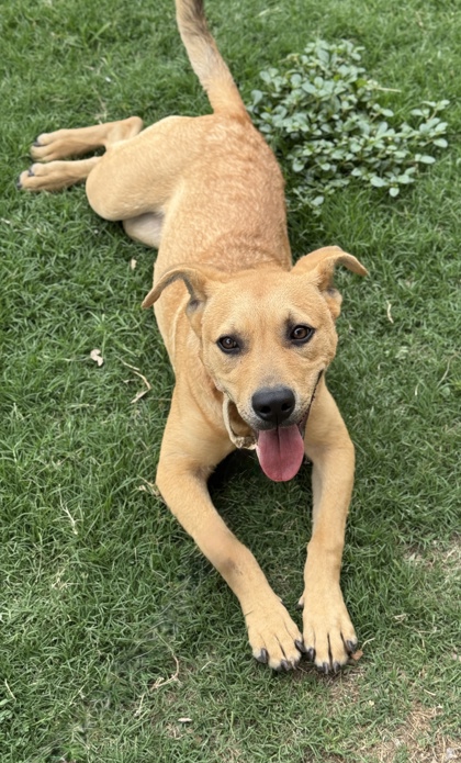 Pet Photo