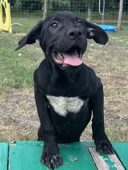 Pet Photo