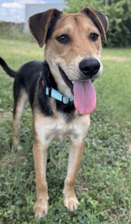 Pet Photo