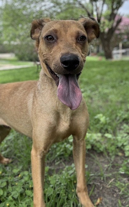 Foto de mascota