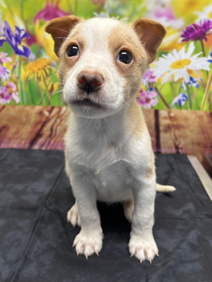 Pet Photo