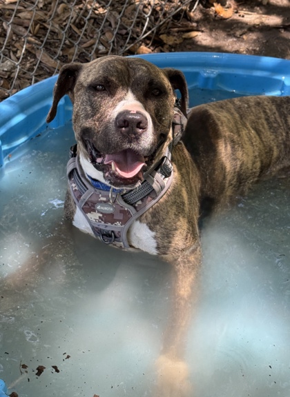 Pet Photo