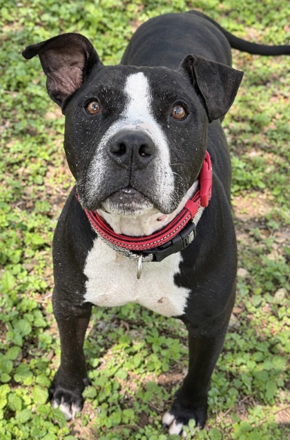 Pet Photo