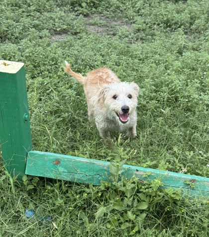 Pet Photo