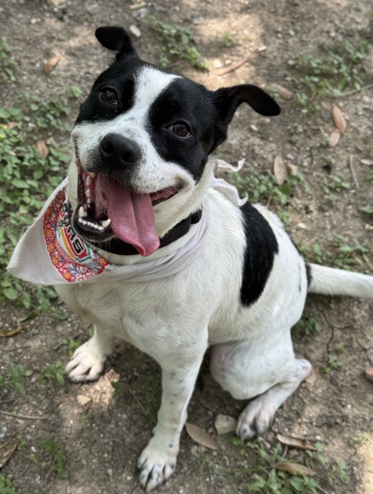 Pet Photo