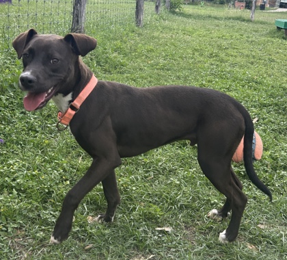 Pet Photo