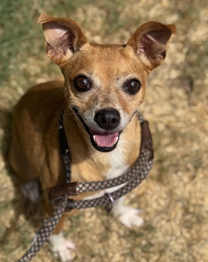 Pet Photo