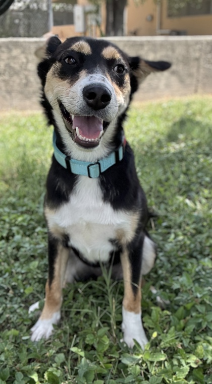 Pet Photo