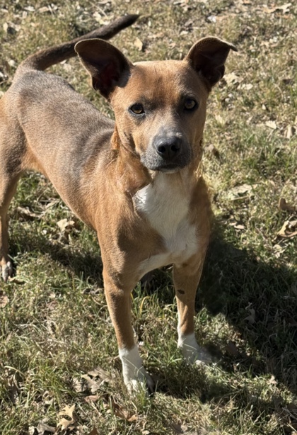Pet Photo
