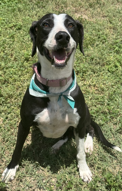 Pet Photo