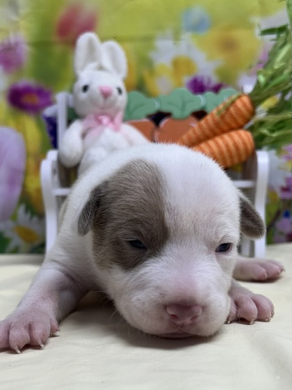 Pet Photo