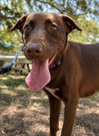 Pet Photo