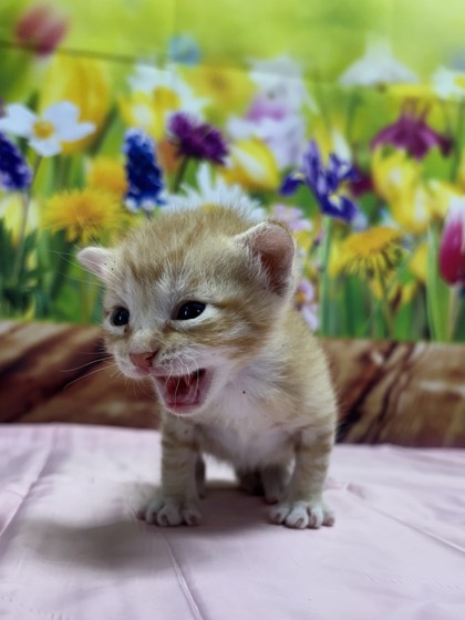 Pet Photo