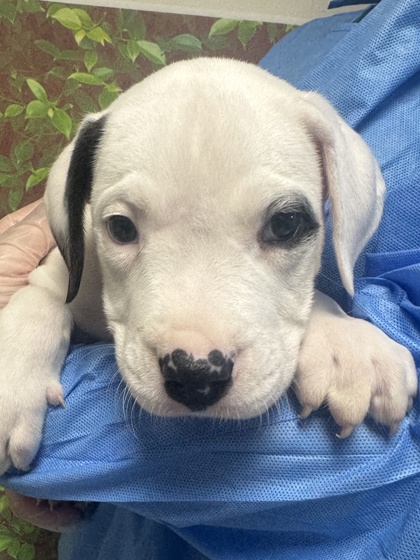 Pet Photo