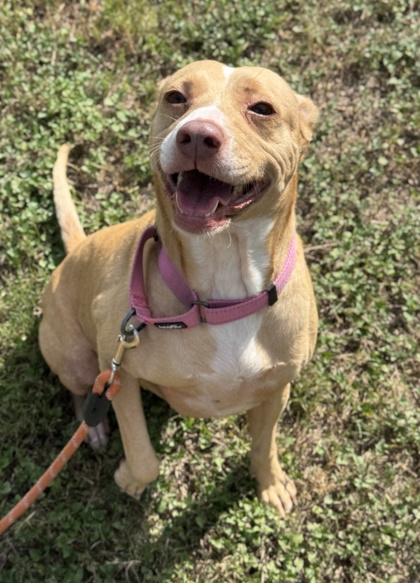 Pet Photo