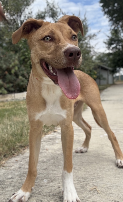 Pet Photo