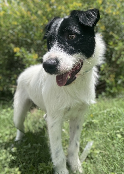Pet Photo