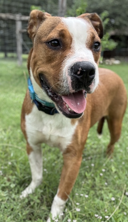 Pet Photo