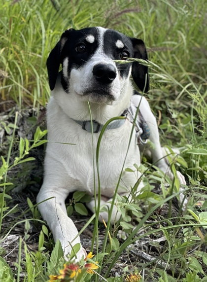 Foto de mascota